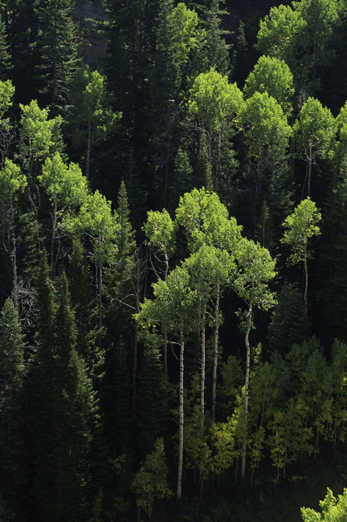 Sustainability is in Our DNA - Grandeur Flooring's Commitment to a Greener Future